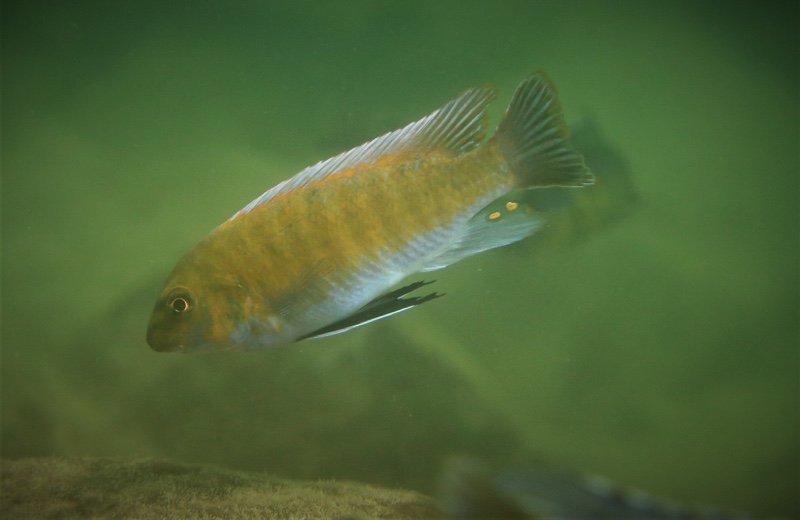 Labeotropheus trewavasae 'Chiofu'
